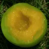 Scion de pluot / hybride Prumix™ Goutte Céleste cultivé dans le Tarn - résistant aux maladies - compatible Agriculture Bio