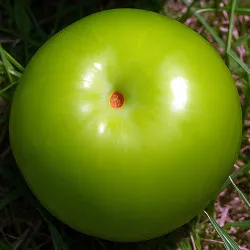 Scion de pluot / hybride Prumix™ Goutte Céleste cultivé dans le Tarn - résistant aux maladies - compatible Agriculture Bio