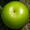 Scion de pluot / hybride Prumix™ Goutte Céleste cultivé dans le Tarn - résistant aux maladies - compatible Agriculture Bio