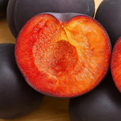 Scion de pluot / hybride Prumix™ Melitopol cultivé dans le Tarn - résistant aux maladies - compatible Agriculture Bio