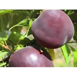 Scion de pluot / hybride Prumix™ Melitopol cultivé dans le Tarn - résistant aux maladies - compatible Agriculture Bio
