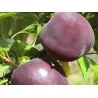 Scion de pluot / hybride Prumix™ Melitopol cultivé dans le Tarn - résistant aux maladies - compatible Agriculture Bio