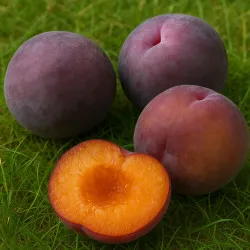 Scion de pluot / hybride Prumix™ Melitopol cultivé dans le Tarn - résistant aux maladies - compatible Agriculture Bio