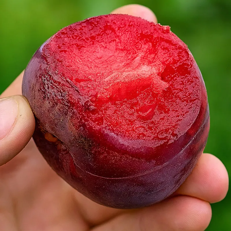 Scion de pluot / hybride Prumix™ DinOeuf cultivé dans le Tarn - résistant aux maladies - compatible Agriculture Bio