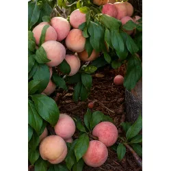 Scion de pluot / hybride Prumix™ DinOeuf cultivé dans le Tarn - résistant aux maladies - compatible Agriculture Bio