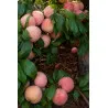 Scion de pluot / hybride Prumix™ DinOeuf cultivé dans le Tarn - résistant aux maladies - compatible Agriculture Bio