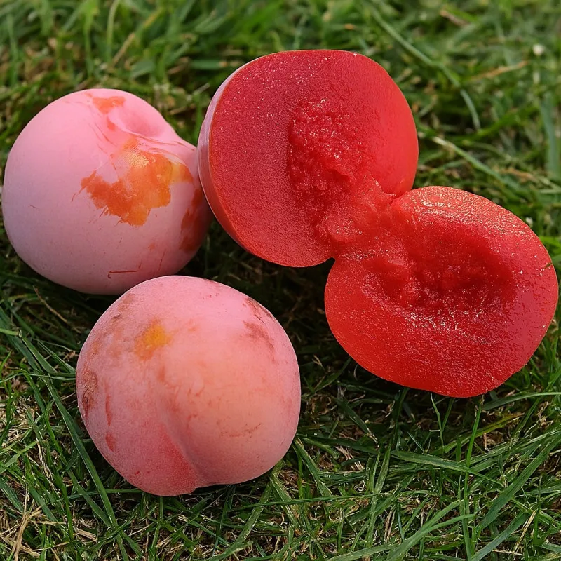 Scion de pluot / hybride Prumix™ Sang de Dragon cultivé dans le Tarn - résistant aux maladies - compatible Agriculture Bio