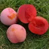 Scion de pluot / hybride Prumix™ Sang de Dragon cultivé dans le Tarn - résistant aux maladies - compatible Agriculture Bio