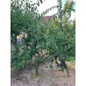 Scion de pluot / hybride Prumix™ Délice de Crimée cultivé dans le Tarn - résistant aux maladies - compatible Agriculture Bio