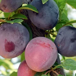 Scion de pluot / hybride Prumix™ Sang de Dragon cultivé dans le Tarn - résistant aux maladies - compatible Agriculture Bio