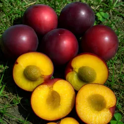 Scion de pluot / hybride Prumix™ Toscane cultivé dans le Tarn - résistant aux maladies - compatible Agriculture Bio