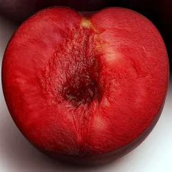 Scion de pluot / hybride Prumix™ Coeur de Cerise cultivé dans le Tarn - résistant aux maladies - compatible Agriculture Bio