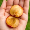 Scion de pluot / hybride Prumix™ Malabar cultivé dans le Tarn - résistant aux maladies - compatible Agriculture Bio