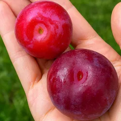 Scion de pluot / hybride Prumix™ Malabar cultivé dans le Tarn - résistant aux maladies - compatible Agriculture Bio