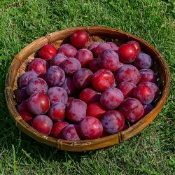 Scion de pluot / hybride Prumix™ Malabar cultivé dans le Tarn - résistant aux maladies - compatible Agriculture Bio