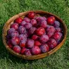 Scion de pluot / hybride Prumix™ Malabar cultivé dans le Tarn - résistant aux maladies - compatible Agriculture Bio