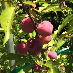 Scion de pluot / hybride Prumix™ Malabar cultivé dans le Tarn - résistant aux maladies - compatible Agriculture Bio