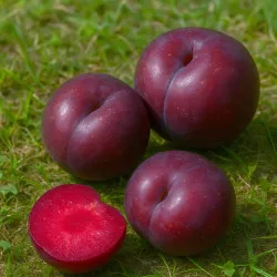 Scion de pluot / hybride Prumix™ Fusion de saveurs cultivé dans le Tarn - résistant aux maladies - compatible Agriculture Bio