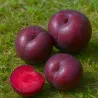 Scion de pluot / hybride Prumix™ Fusion de saveurs cultivé dans le Tarn - résistant aux maladies - compatible Agriculture Bio