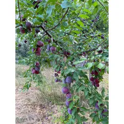 Scion de pluot / hybride Prumix™ Délice de Crimée cultivé dans le Tarn - résistant aux maladies - compatible Agriculture Bio