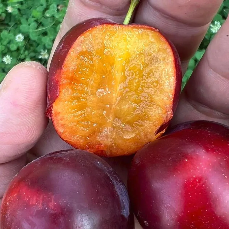 Scion de pluot / hybride Prumix™ Délice de Crimée cultivé dans le Tarn - résistant aux maladies - compatible Agriculture Bio
