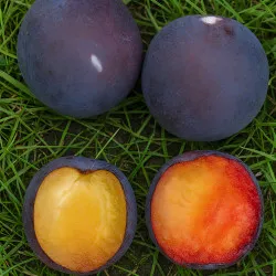 Scion de pluot / hybride Prumix™ Douceur d'Italie cultivé dans le Tarn - résistant aux maladies - compatible Agriculture Bio
