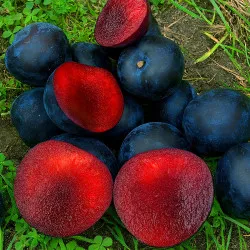 Scion de pluot / hybride Prumix™ Nadia cultivé dans le Tarn - résistant aux maladies - compatible Agriculture Bio