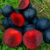 Scion de pluot / hybride Prumix™ Nadia cultivé dans le Tarn - résistant aux maladies - compatible Agriculture Bio