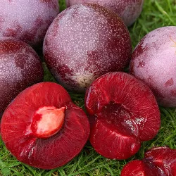 Prumix™ Roi des Saveurs