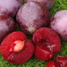 Prumix™ Roi des Saveurs
