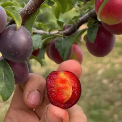 Scion de pluot / hybride Prumix™ Prunicot Rouge cultivé dans le Tarn - résistant aux maladies - compatible Agriculture Bio