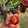 Prumix™ Prunicot Rouge