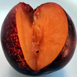 Scion de pluot / hybride Prumix™ Belle de Californie cultivé dans le Tarn - résistant aux maladies - compatible Agriculture Bio