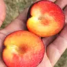 Scion de pluot / hybride Prumix™ Fondante de Crimée cultivé dans le Tarn - résistant aux maladies - compatible Agriculture Bio