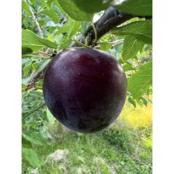 Scion de pluot / hybride Prumix™ Délice de Crimée cultivé dans le Tarn - résistant aux maladies - compatible Agriculture Bio