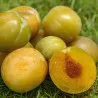 Scion de pluot / hybride Prumix™ Reine des Saveurs cultivé dans le Tarn - résistant aux maladies - compatible Agriculture Bio