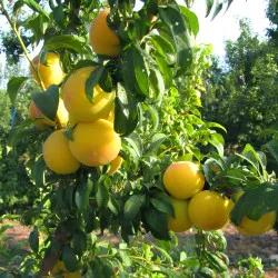 Scion de pluot / hybride Prumix™ Reine des Saveurs cultivé dans le Tarn - résistant aux maladies - compatible Agriculture Bio