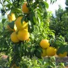 Scion de pluot / hybride Prumix™ Reine des Saveurs cultivé dans le Tarn - résistant aux maladies - compatible Agriculture Bio