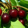 Scion de Cerisier Alzonaise cultivé dans le Tarn - résistant aux maladies - compatible Agriculture Bio