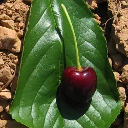 Scion de Cerisier Alzonaise cultivé dans le Tarn - résistant aux maladies - compatible Agriculture Bio