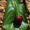 Scion de Cerisier Alzonaise cultivé dans le Tarn - résistant aux maladies - compatible Agriculture Bio