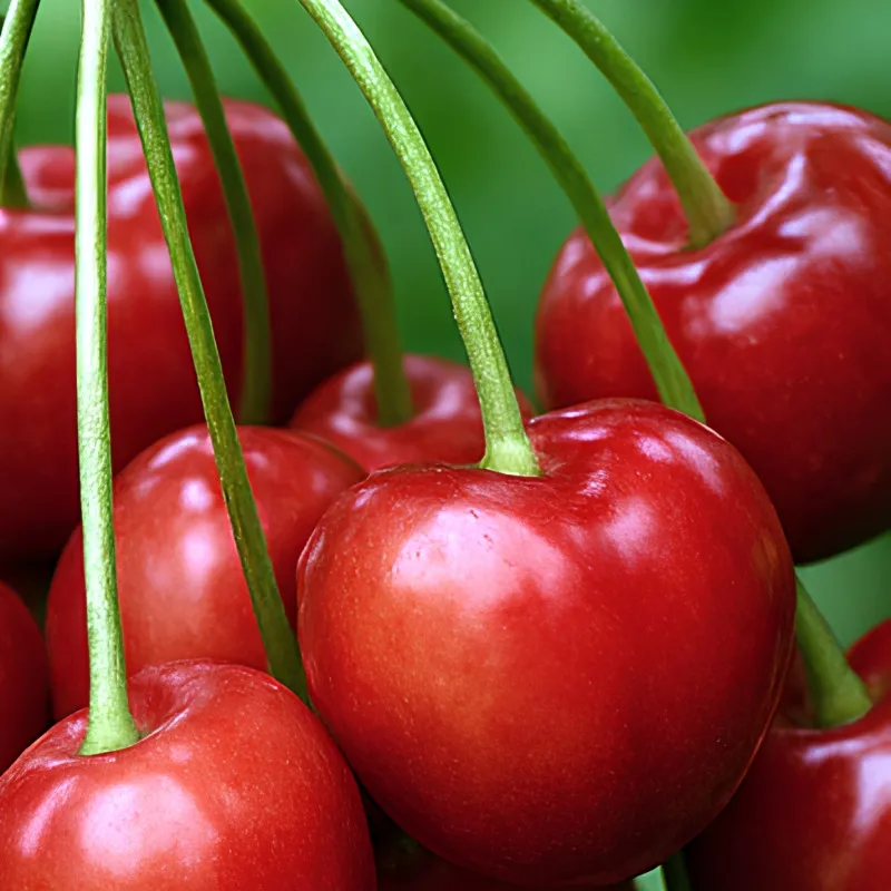 Scion de Guignier Belle de Mai cultivé dans le Tarn - résistant aux maladies - compatible Agriculture Bio