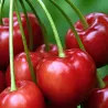 Scion de Guignier Belle de Mai cultivé dans le Tarn - résistant aux maladies - compatible Agriculture Bio
