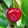 Scion de Cerisier Belle de Juillet cultivé dans le Tarn - résistant aux maladies - compatible Agriculture Bio