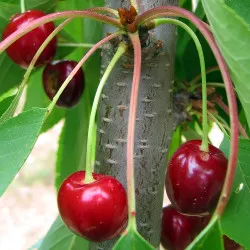 Scion de Cerisier Belle de Juillet cultivé dans le Tarn - résistant aux maladies - compatible Agriculture Bio