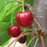 Scion de Cerisier Belle de Juillet cultivé dans le Tarn - résistant aux maladies - compatible Agriculture Bio