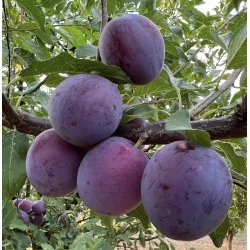 Scion de pluot / hybride Prumix™ Délice de Crimée cultivé dans le Tarn - résistant aux maladies - compatible Agriculture Bio