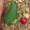 Scion de Cerisier Belle de Juillet cultivé dans le Tarn - résistant aux maladies - compatible Agriculture Bio