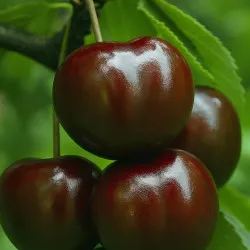 Scion de Cerisier Bical Preta cultivé dans le Tarn - résistant aux maladies - compatible Agriculture Bio