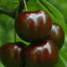 Scion de Cerisier Bical Preta cultivé dans le Tarn - résistant aux maladies - compatible Agriculture Bio
